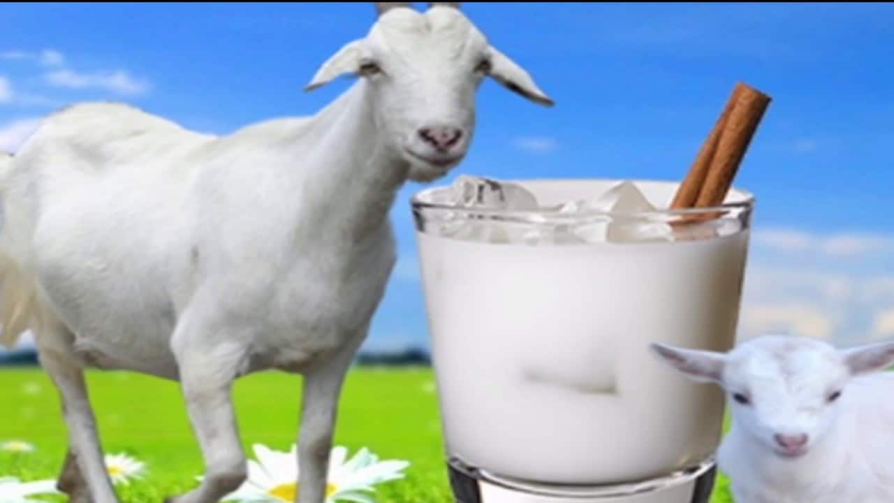 Know what happens by drinking milk of this animal