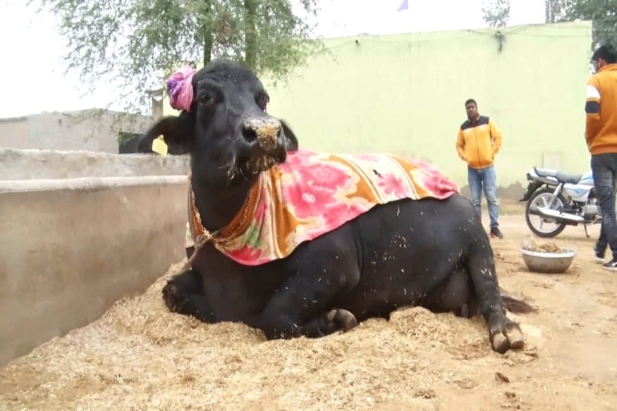 The owner sold this buffalo for 51 lakh rupees, know what was special about it?