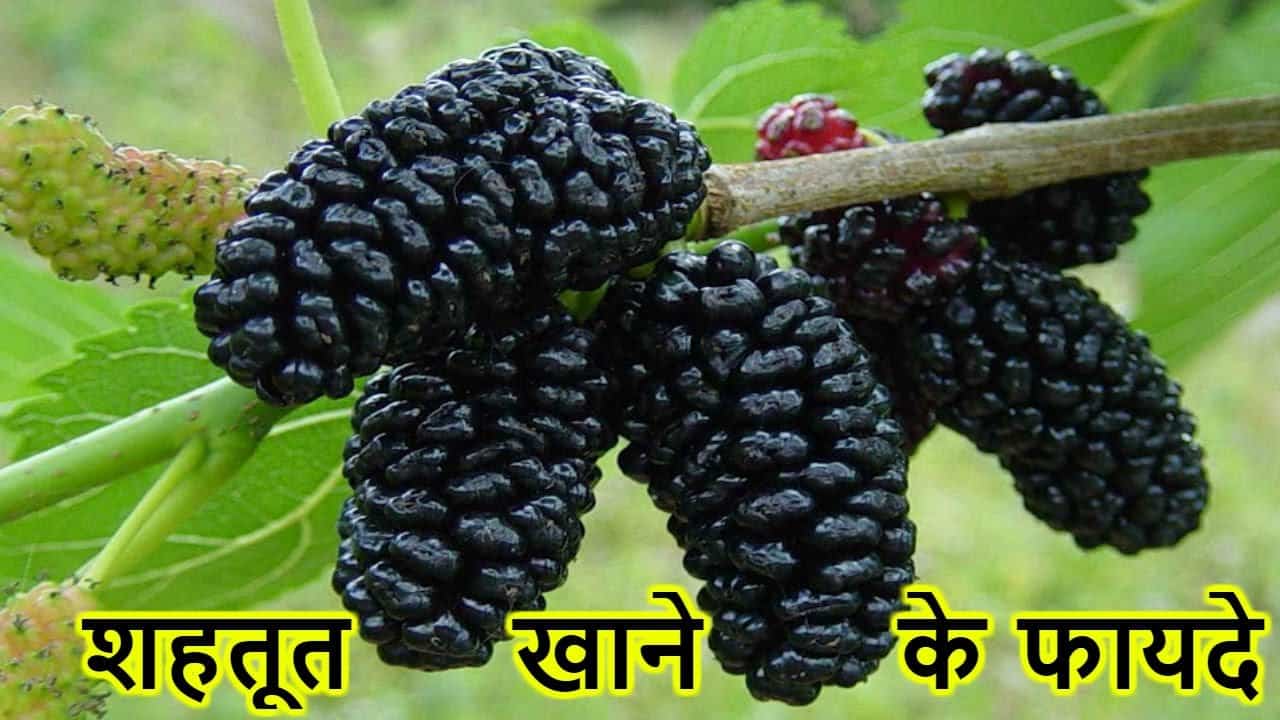 Know the medicinal benefits of eating mulberry