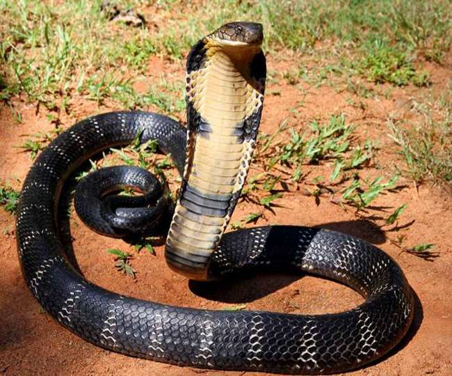 These are the 3 most dangerous poison snakes in India