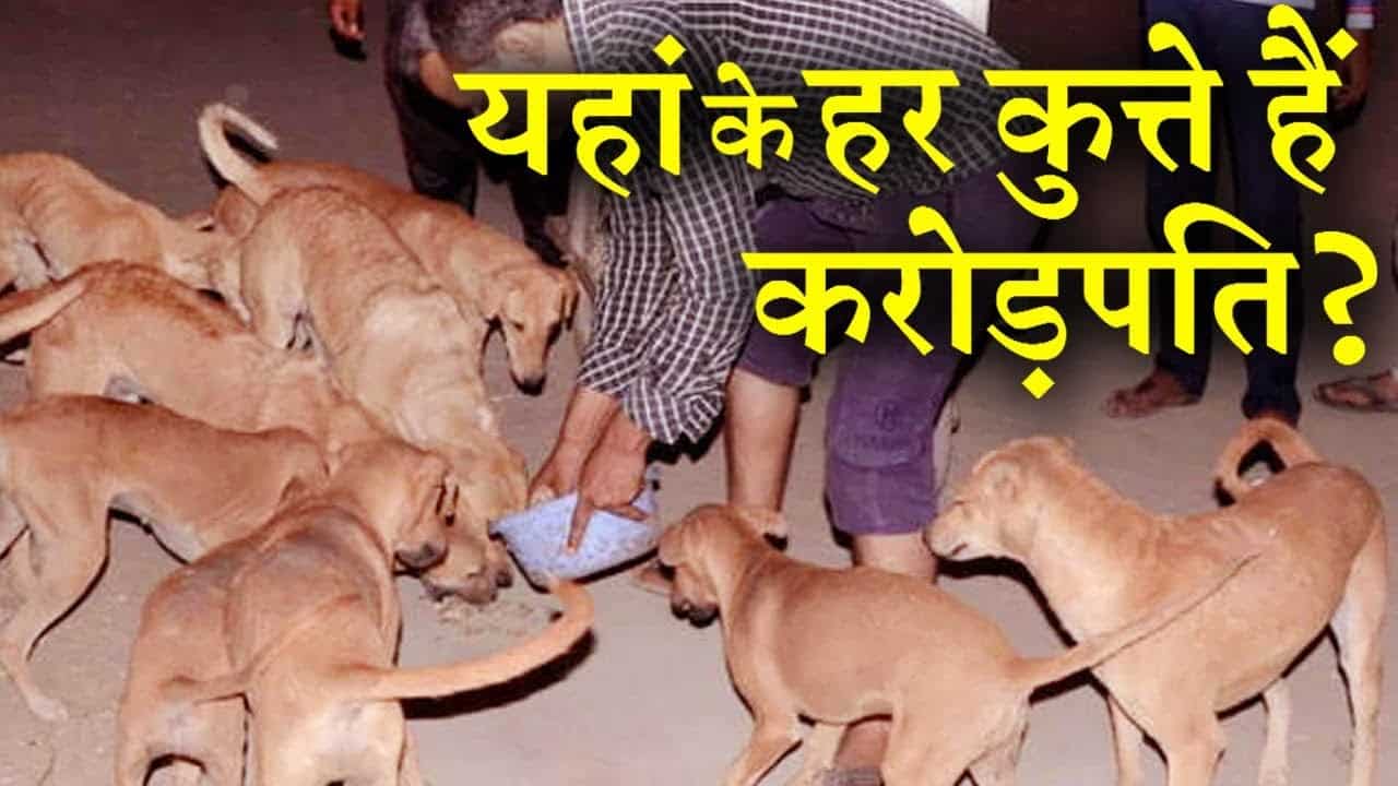 All the dogs in this village of India are millionaires, know the truth behind it
