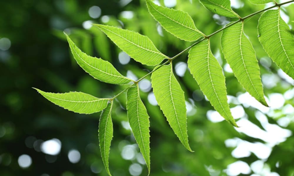 Eat neem leaves on empty stomach in the morning, then see its amazing