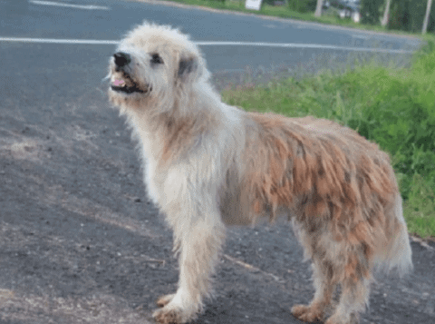 For 4 years this dog stood in one place and waited for the owner, then something like this happened