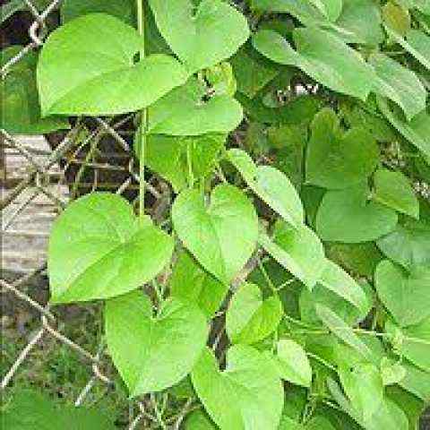 Use Giloy to get rid of all stomach diseases, know about it