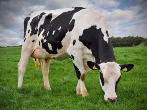 This is the world's most expensive cow, its price is 23 crores