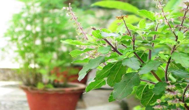 When the basil plant dries in the house, what is the sign of God, know here