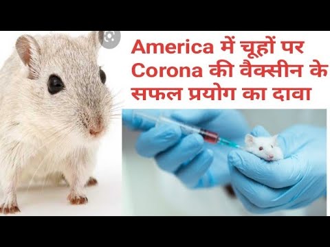 अमेरिका में चूहों पर कोरोना की वैक्सीन के सफल प्रयोग का दावा,अब होगा कोरोना का अंत