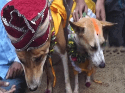 Dog-bitch married in this village of Varanasi, villagers gave this reason
