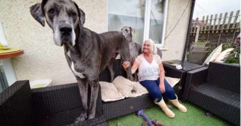 Seven feet tall dog, it is the tallest dog in the whole world