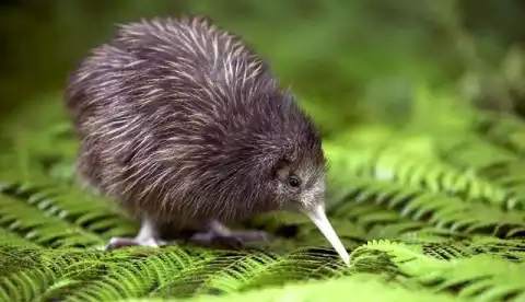 This is the national bird of New Zealand, which, despite being a bird, can never fly