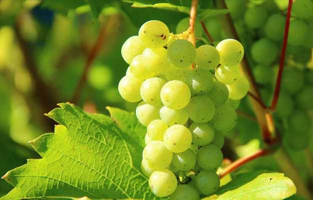 Coronavirus: Make sure to consume grapes in lock-down, definitely increase disease resistance