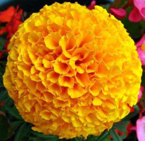 Know the benefits of flowers from balls