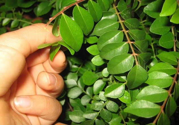 Use sweet neem to remove liver related diseases