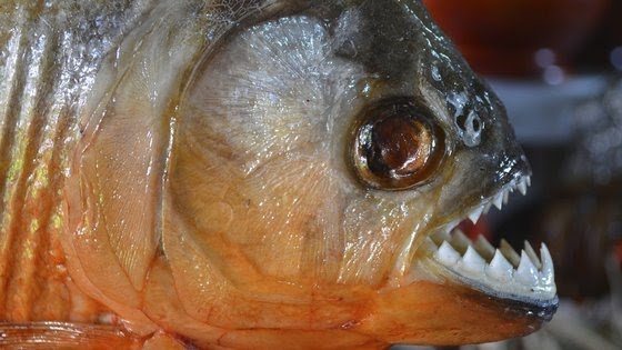 This is the most dangerous fish in the world, which bites you instantly.