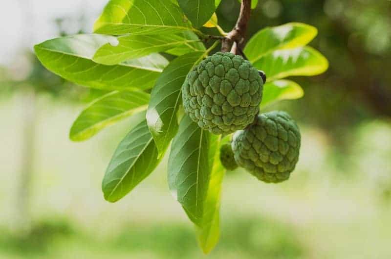 Eating Sitaphal leaves removes heart health, diseases like diabetes