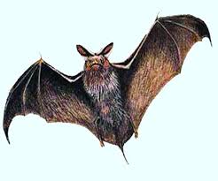 Death of 800 bats suddenly revealed in UP, Corona report arrived
