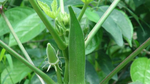 By consuming ladyfinger, this disease is eliminated from the root, know how