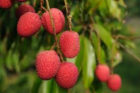 Know the benefits of eating litchi in summer