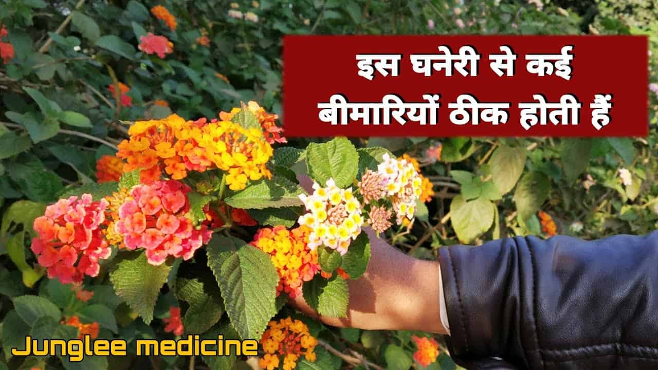 Taking decoction of this flower, drinking it cures this disease