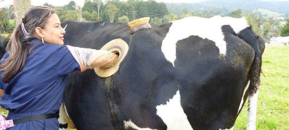Know why American cow's stomach is pierced