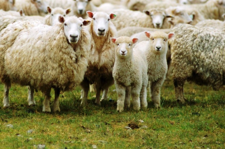 5 most sheep-rearing countries in the world, won't believe by knowing first name