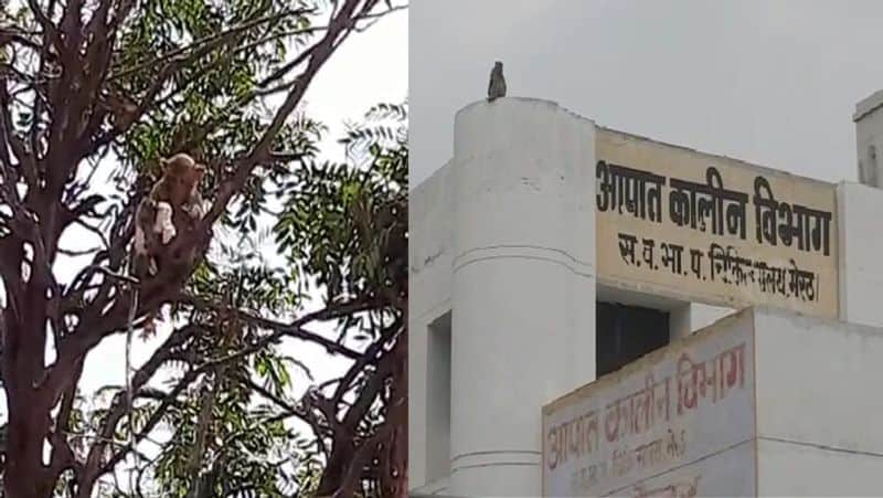 Terror of monkeys at Meerut Medical College, monkey snatched from tree and snatched samples of corona patients