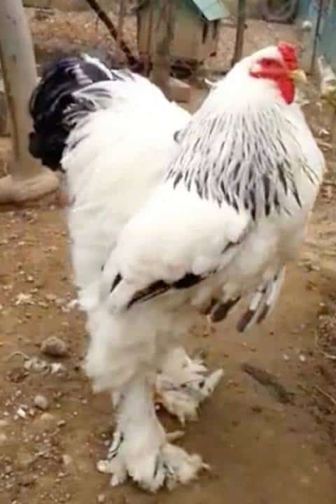 This is the world's largest and heaviest rooster