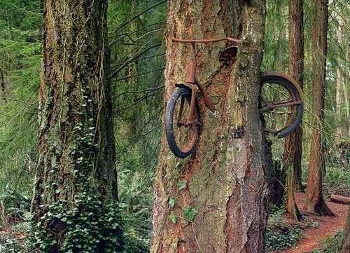 Unsolved Mystery: Mystery of a bicycle stuck in the middle of a tree