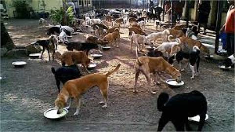 All dogs are millionaires in this village of India, what is the reason?