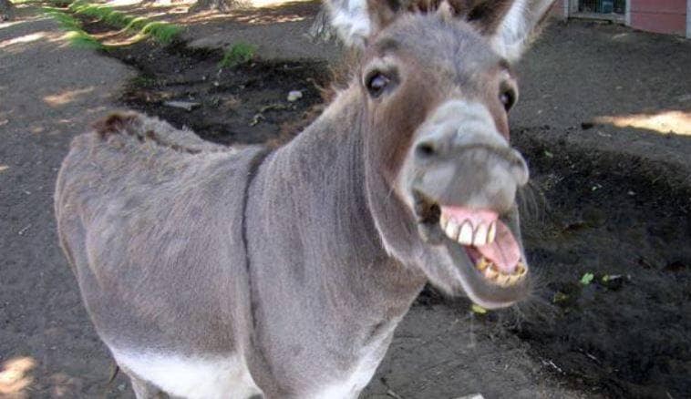 Donkey arrested for gambling in Pakistan, people mocked