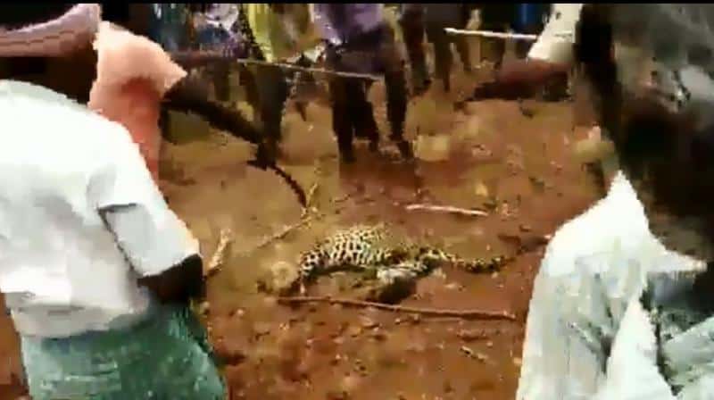 After Hathini and cow, now torture with leopard kills beating in Assam