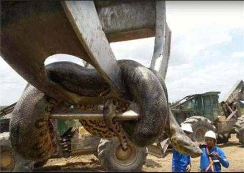 This is the world's largest snake, pictures will blow your senses