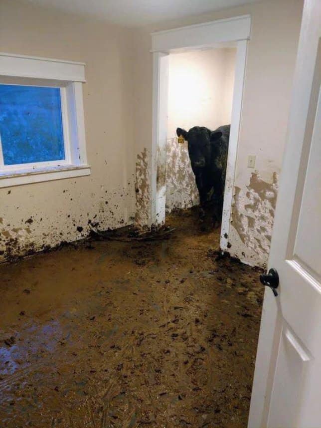 एक महीने से घर में अकेली थी गाय, जब मालिक ने दरवाजा खोला तो नज़ारा देख टपकने लगे आंसूं जानिए ऐसा क्या हुआ