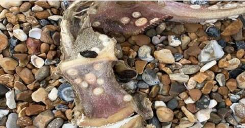 Weird animals found on the sea shore, whose teeth were asked, know about this