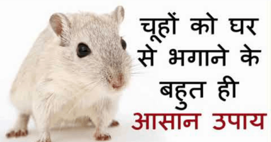 Rats will never come in your house, the best panacea to destroy mice ever