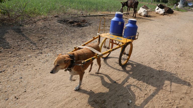 This dog distributes 25 liters of milk on his shoulders every day in the entire village