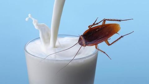 OMG: People living in this country drink milk of cockroaches, know how this feat happens