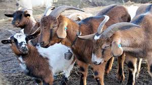 UP: Know why 45 goats died together?