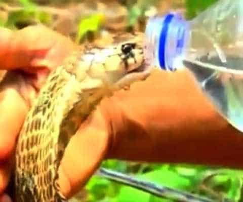 When the forest officer gave water to the thirsty snake, then what happened