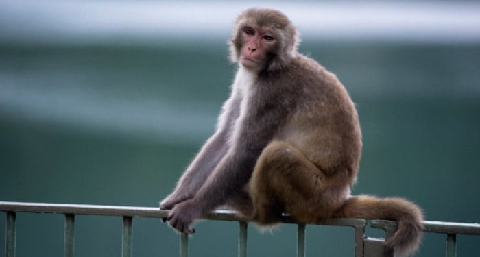 Woman seen in public touching monkey's private part, found 3 years old