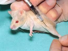मेडिकल में अधिकतर टेस्ट चूहों पर किए जाने का क्या कारण है?