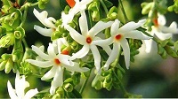 हरसिंगार के फूलों की क्या विशेषता है?