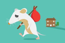 जानिए घर से चूहे भगाने के आसान उपाय और घरेलू तरीके